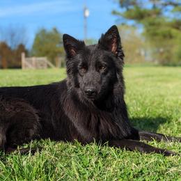 German Shepherds from Twin Oaks German Shepherds