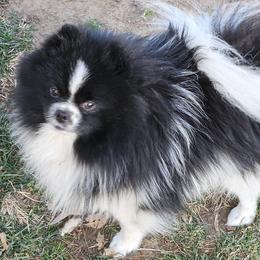 Companion Crosses, Papillons, and Pomeranians from Pomlove