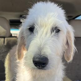 Susie - Cream female Goldendoodle puppy in Dallas, Texas from Bishop Golden Doodles