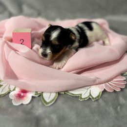 Girl 2 - Biewer Terrier puppy from Little Bear Creek Biewers