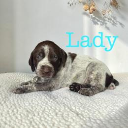 Lady - Liver roan female German Shorthaired Pointer puppy in Polk City, Florida from Yates’ GSP