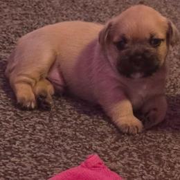 Ollie - White and tan male Mal-Shi puppy in Pleasant Hill, Iowa from Courtney Nicole's Mal Shihs & Goldendoodles
