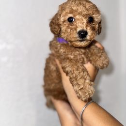 Poodle and Yorkshire Terrier Puppies from Cotton Furbabies