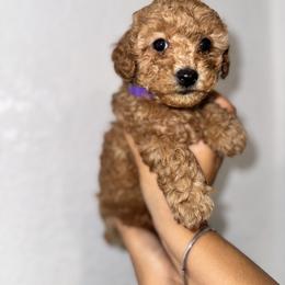 Poodle and Yorkshire Terrier Puppies from Cotton Furbabies