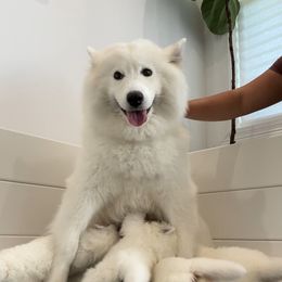 Samoyed Puppies from Southern Roux Samoyeds