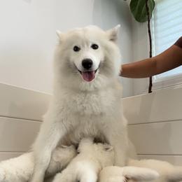 Samoyed Puppies from Southern Roux Samoyeds
