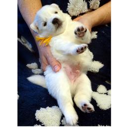 Gold - White male American Eskimo Dog puppy in Redlands, Ca, Usa, California from Tribe of Aryelle