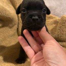 Boy 2 - Black male Staffordshire Bull Terrier puppy in Montgomery, Texas from KnowJokes Staffordshire Bull Terriers