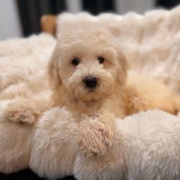 Heading south - Cream female Goldendoodle puppy in North Royalton, Ohio from Johnson's Doodles