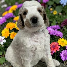 Luke - Cream male Poodle puppy in Prosperity, Pennsylvania from Stelladoodles & Company