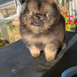 Autumn - Wolf sable female Pomeranian puppy in Ector, Texas from BB Pomeranians