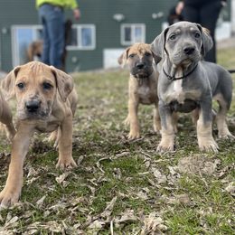 Great Danes from Hera Great Danes