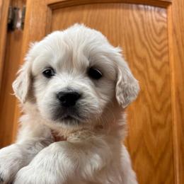 Pink (3700) - Light golden female Golden Retriever puppy in Pahrump, Nevada from Southern Nevada Goldens