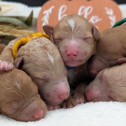 Poodle puppies from Alger Farm, LLC