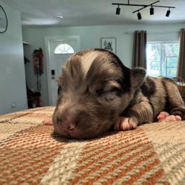 Australian Shepherd and Miniature American Shepherd Puppies from Autumn Fall Aussies