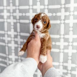 Sandy - Red  female Goldendoodle puppy in Greencastle, Indiana from Willow & Co.