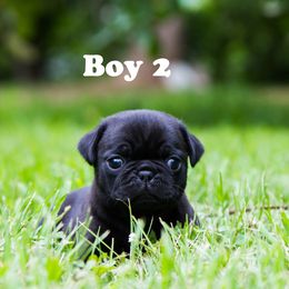 Pug Puppies from Rachel Sauder