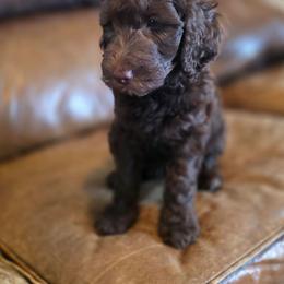 Chocolate Male - Chocolate male Australian Labradoodle puppy in Houston, Texas from Doodles Kennel