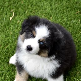 Australian Shepherd and Miniature American Shepherd Puppies from Bright Heart Aussies & Miniature American Shepherds