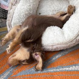 Dachshund Puppies from Sonshine's Southern Doxies
