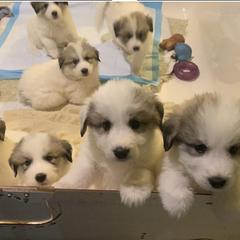 Hope - White and badger female Great Pyrenees puppy in Cincinnati, Ohio from Yelah Pyrenees