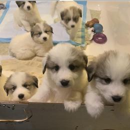 Hope - White and badger female Great Pyrenees puppy in Cincinnati, Ohio from Yelah Pyrenees