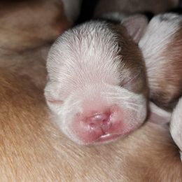 Boston Terrier Puppies from M&Bs Boston Terriers