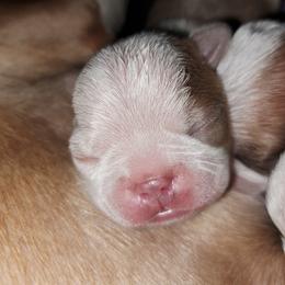 Boston Terrier Puppies from M&Bs Boston Terriers