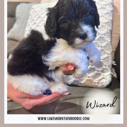 Wizard - Black male Australian Labradoodle puppy in Eagle Mountain, Utah from Lake Mountain Doodle