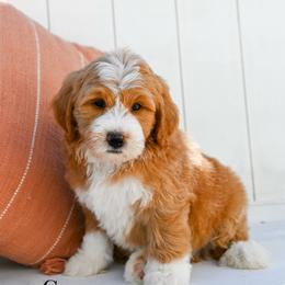 Cooper - Red male Bernedoodle puppy in Tucson, Arizona from Sun Valley Goldendoodles
