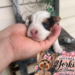 Stunner - Chocolate, tan and white male Yorkshire Terrier puppy in Billingsley, Alabama from Southern Yorkies of Bama