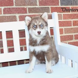 Chanterelle - Chocolate female Pomsky puppy in Murfreesboro, Tennessee from Middle Tennessee Pomskies