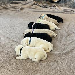 Swatara Creek Labradors LLC - Yellow male Labrador Retriever puppy in Jonestown, Pennsylvania from Swatara Creek Labradors LLC