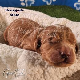 Renegade - Red  male Goldendoodle puppy in Peyton, Colorado from Grace N Faith Doodles