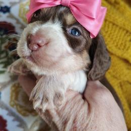 Puppy 5 - Chocolate and cream female Dachshund puppy in Clayton, Indiana from Love Struck Miniature Dachshunds