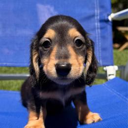 Black and Tan male - Black and tan male Dachshund puppy in Santa Rosa, California from Signature Mini Dachshunds