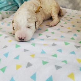 Blaze - Parti male Poodle puppy in Cleburne, Texas from Lone Star Standard Poodles LLC