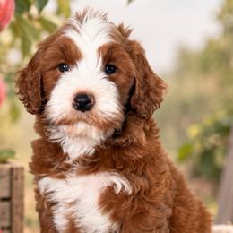 Autumn - Red  female Goldendoodle puppy in Yuciapa, California from AlltheDoodlez_