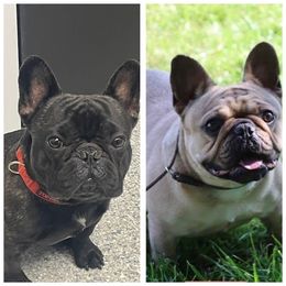 French Bulldog puppies from DyHar Bullies