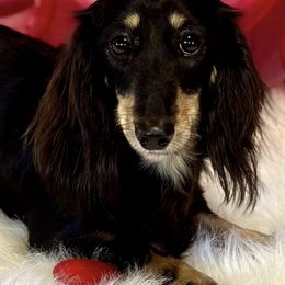 Spirit - Dachshund