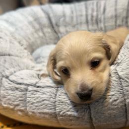 4th Born ee Cream - Cream male Dachshund puppy in Rochester, Washington from Curtiss Dachshunds
