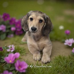 Dancer - Cream female Dachshund puppy in Oklahoma City, Oklahoma from OkieDoxieland Dachshunds