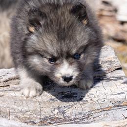 Pomsky Puppies from New World Pomskies