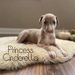 Princess Cinderella - Blue fawn female Italian Greyhound puppy in Texas from Italian Greyhounds of Frisco