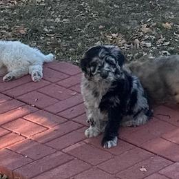 Zombie - male Golden Mountain Doodle puppy in Calhan, Colorado from Snowy Goldens LLC