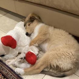 Collie All Grown Up from Prime Star Collies