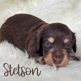 Boy 1 - Chocolate and cream male Dachshund puppy in Sumrall, Mississippi from Huckleberry Tails