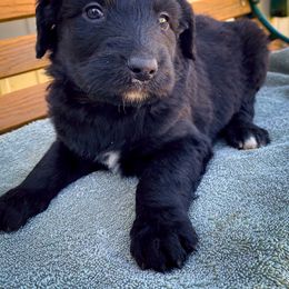 Bernedoodle and Siberian Husky Puppies from Timberline Paws