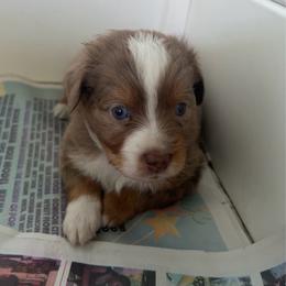 Bowie - Red merle male Miniature Australian Shepherd puppy in Greensboro, North Carolina from Mike & Josh- Small Mini/Toy Aussies