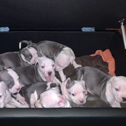 American Pit Bull Terrier and American Bully Puppies from AmericanPitBully.Com